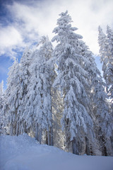 pine tress covered with snow in Alps, Austria