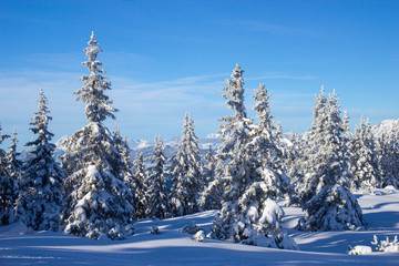 pine tress covered with snow in Alps, Austria