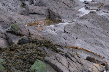 Common Redshank (Tringa totanus), near Bangor, Northern Ireland, UK