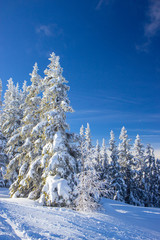 pine tress covered with snow in Alps, Austria