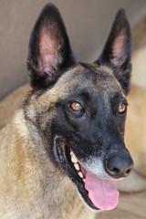 cachorro