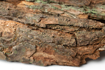 Tree Bark Texture Pattern with Copy Space for Text