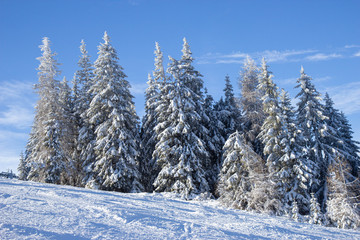 pine tress covered with snow in Alps, Austria