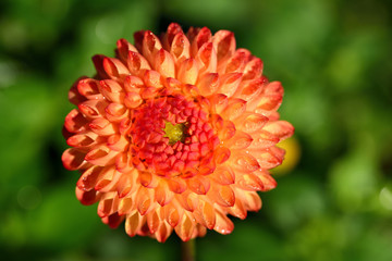 Close-up of a blooming dahlia from above with drops of water against green background in nature