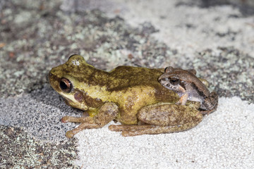 Common Eastern Froglet in amplexus with Screaming Tree Frog