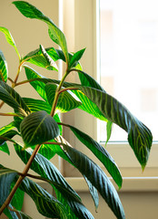 Vivid green colored leaf, leaves of indoor home gardening plant