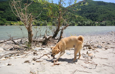 Süßer Hund am Sandstrand