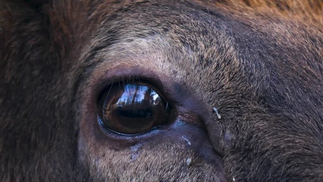 Close up of elk wapiti deer eye from the front on sunny day in autumn