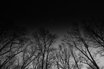 Night Sky with Silhouetted Trees, Stars, and Tiny Moon