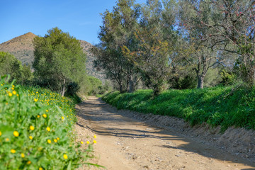Village road through olive grove in Catalonia on mountains, blue sky background. Olive garden. Rural landscape on sunny day. Path in forest, Roses, Spain. Spring green meadow, yellow blooming flowers.