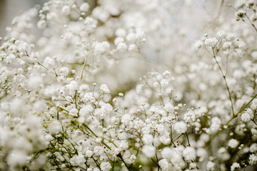 Background with tiny white flowers (gypsophila paniculata), blurred, selective focus