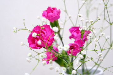carnation and gypsophila flower