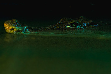 Obraz premium crocodile in water