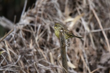  Black-faced Bunting eats grass seeds and insects in the forest. Moreover, the singing voice is very beautiful.