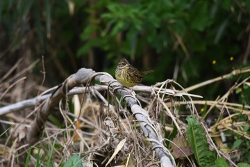  Black-faced Bunting eats grass seeds and insects in the forest. Moreover, the singing voice is very beautiful.