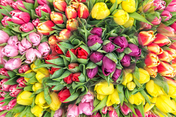 Tulip flowers Spring bouquet top view