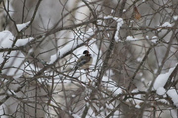 chickadee