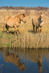 Fototapeta premium Wild Konik ponies on the banks of Burwell Lode