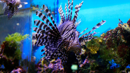 beautiful fish in an aquarium