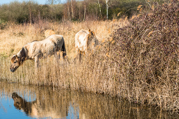 Wild Konik ponies on the banks of Burwell Lode, Wicken Fen, Cambridgeshire, UK.