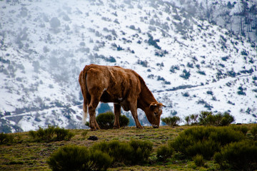 Vaca comiendo en prado de montaña nórdica