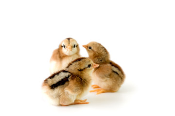 Brown and black chicks on a white background