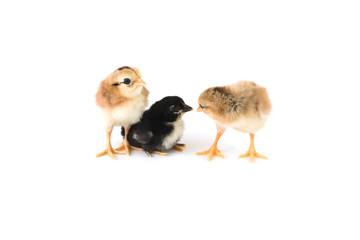 Brown and black chicks on a white background