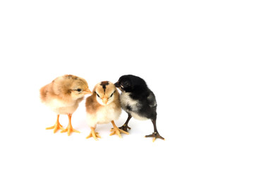 Fototapeta premium Brown and black chicks on a white background