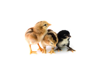 Brown and black chicks on a white background