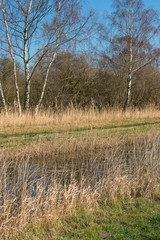 The banks of Burwell Lode