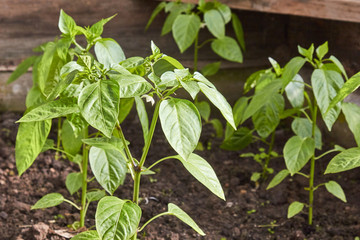 Sprouts pepper Pepper Seedlings, young foliage of pepper, Spring seedlings.