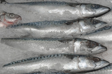 fish in the fish market laid out on a counter in shop