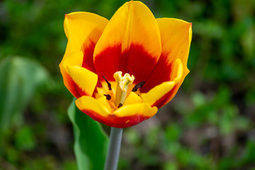 Tulpe,  Cash, Natur, Pflanze, Blühpflanze, Blüte, Blütenstengel, Blatt, Gras, gelbe, rote,...