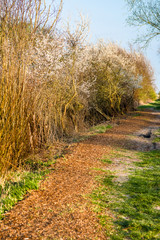 Fototapeta premium Walking path at Wicken Fen