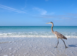 Great Blue Heron (Ardea herodias) walking in shallow surf and a take off sequence on St. Pete Beach, Florida.