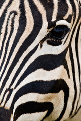 Fototapeta na wymiar Close-Up Of Zebra