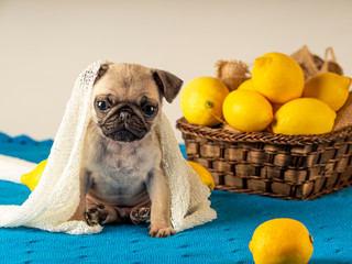 Close-up of a puppy Pug messing with lemons