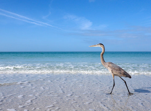 Great Blue Heron (Ardea herodias) walking in shallow surf and a take off sequence on St. Pete Beach, Florida.