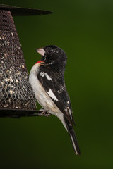 Rose-breasted Grosbeak on seed feeder.