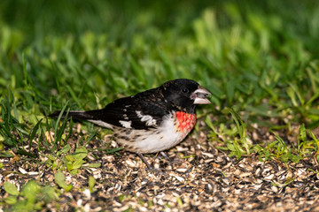 Rose-breasted Grosbeak gathering seeds on ground.