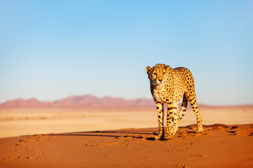 Cheetah in dunes - obrazy, fototapety, plakaty