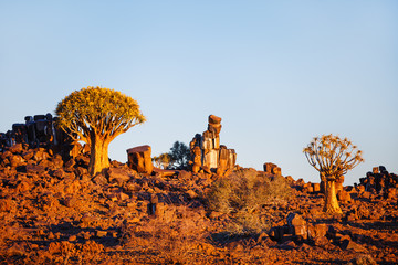 Quiver tree forest in Namibia