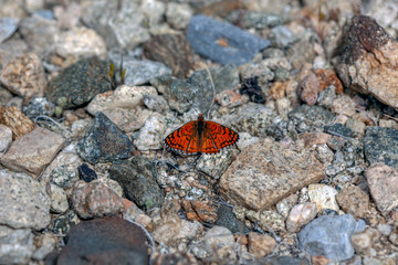 Sagebrush Checkerspot (Chlosyne acastus neumoegeni)