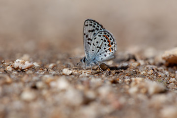 Bernardino Blue (Euphilotes b. bernardino)