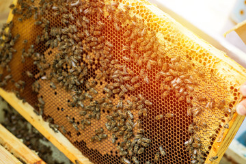 Macro photo of a bee hive on a honeycomb with copyspace. Bees produce fresh, healthy, honey....