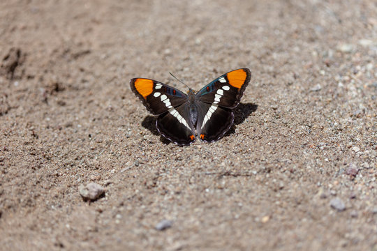 California Sister (Adelpha californica)