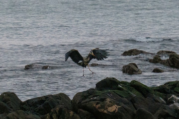 Grey Heron (Ardea cinerea), Northern Ireland, UK