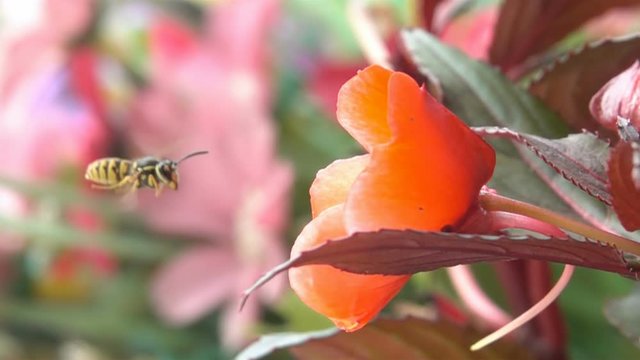 Springtime Bee Wasp flower colorful Nature pollinator in orange flower