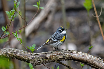 Yellow-rumped warbler or Setophaga coronata in dense brushy habitat on a cloudy spring day. It is a North American bird species that is common and conspicuous.