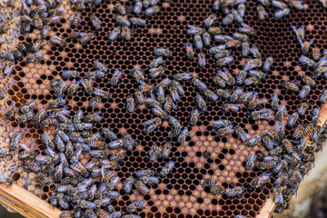 Bees on dark old wax with sealed brood and open cells with honey.